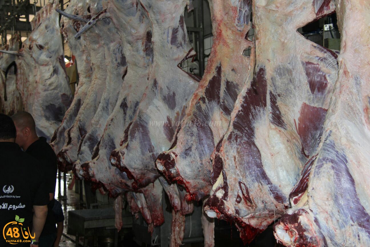 jam3iya yaffa 3ojolej (3).jpg